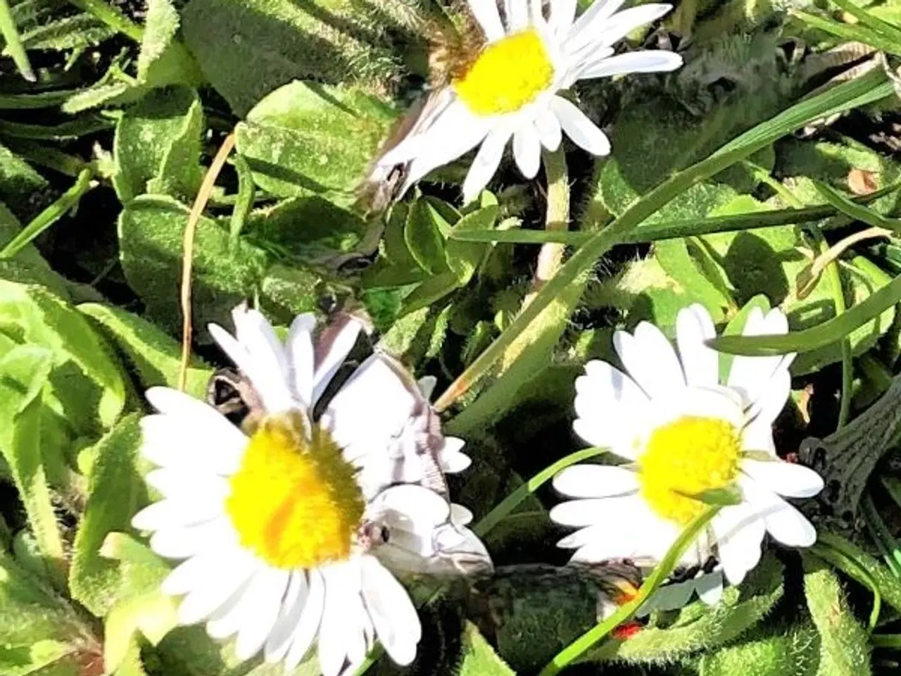 Billede 7 - Øreringe / ørestikker / øreclips med bellis blomst