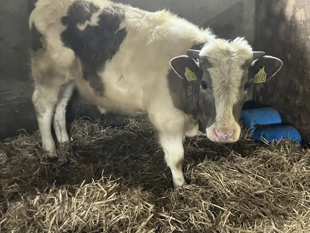 Billede 1 - Gråkvægstyr