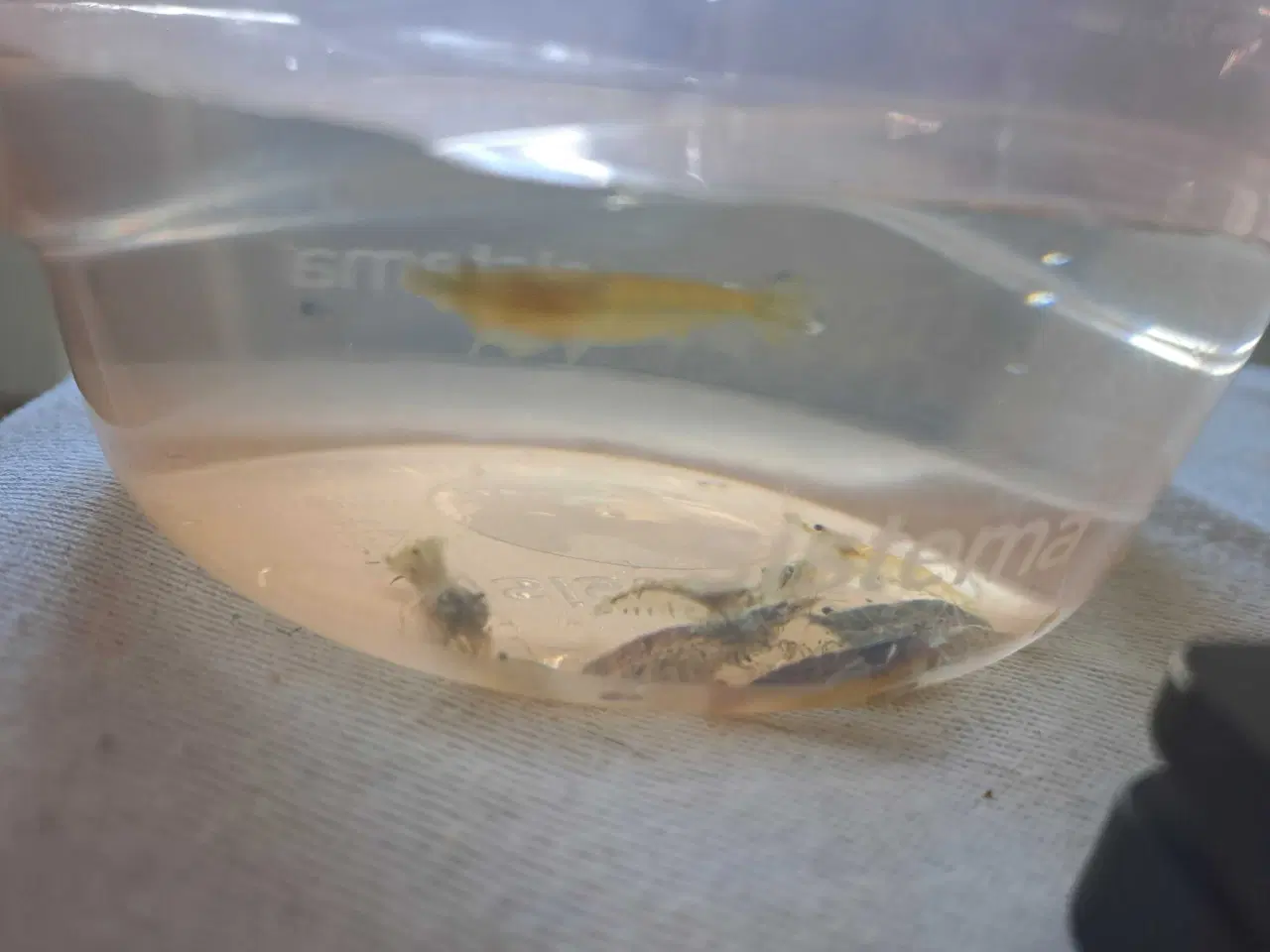 Billede 2 - Blandede rejer