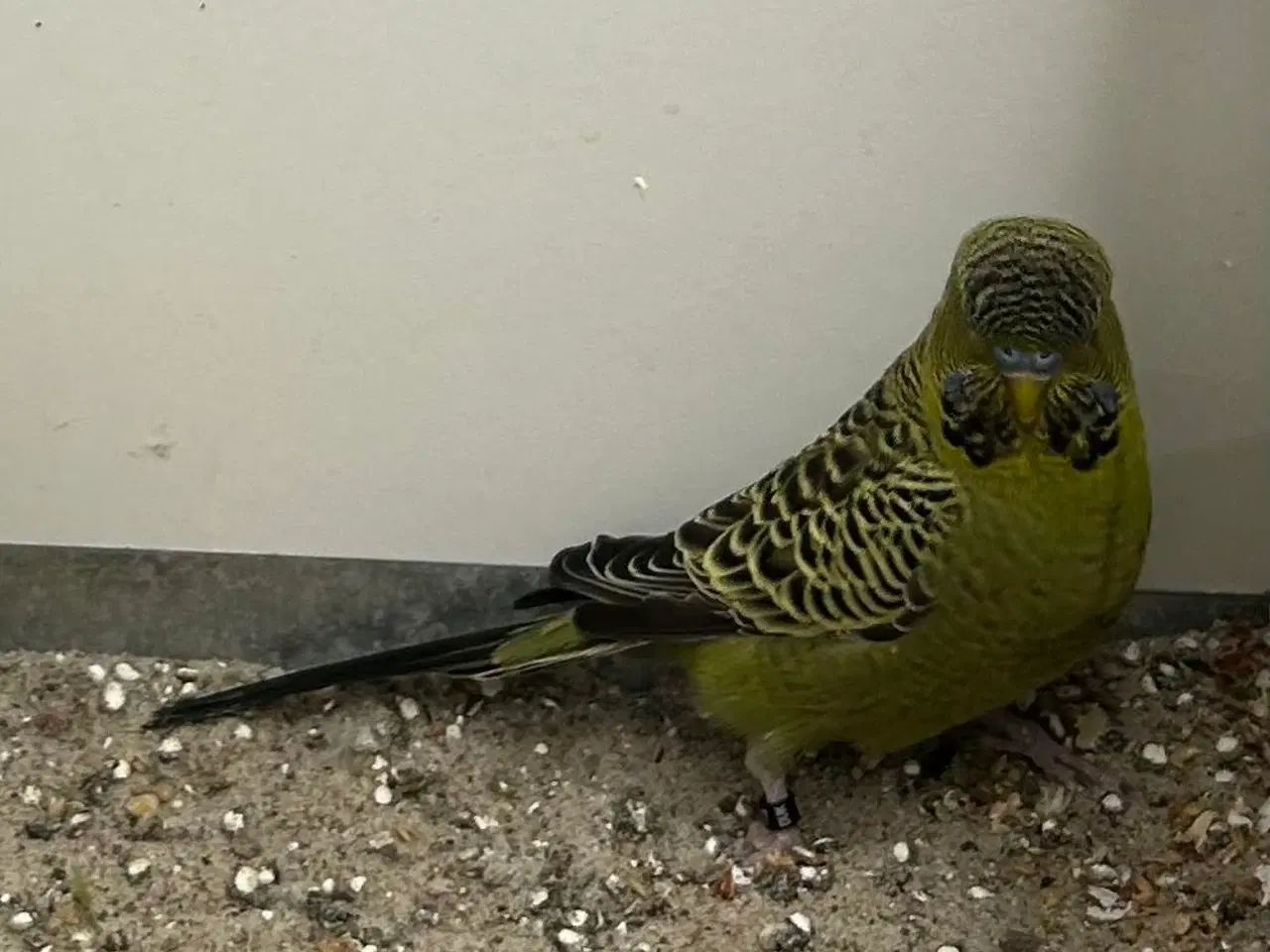 Billede 2 - Blackface