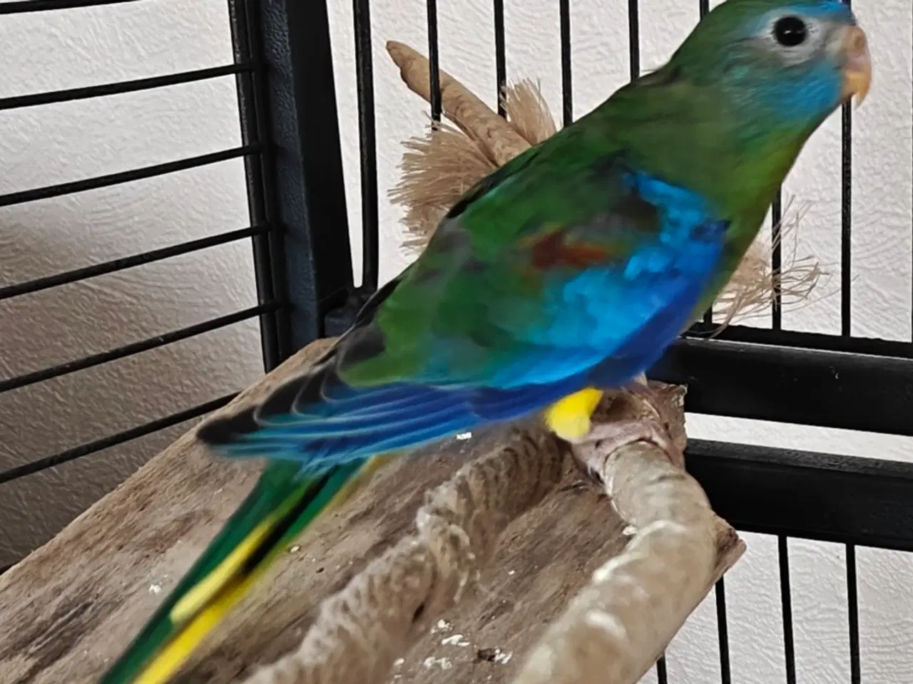 Billede 1 - Flot rødskuldret græsparakit par