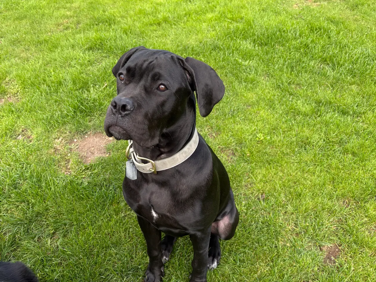 Billede 2 - Cane Corso /presa canario 