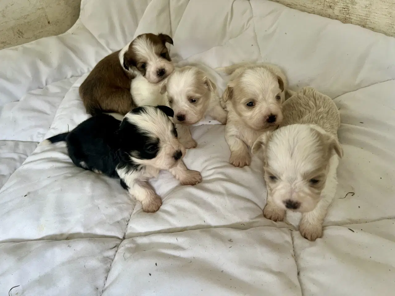 Billede 1 - Allergivenlig Shih Tzu / Bichon Havanais