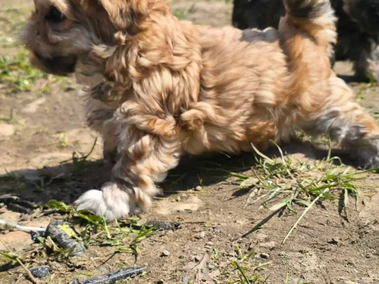 Billede 5 - Super dejlig tæve