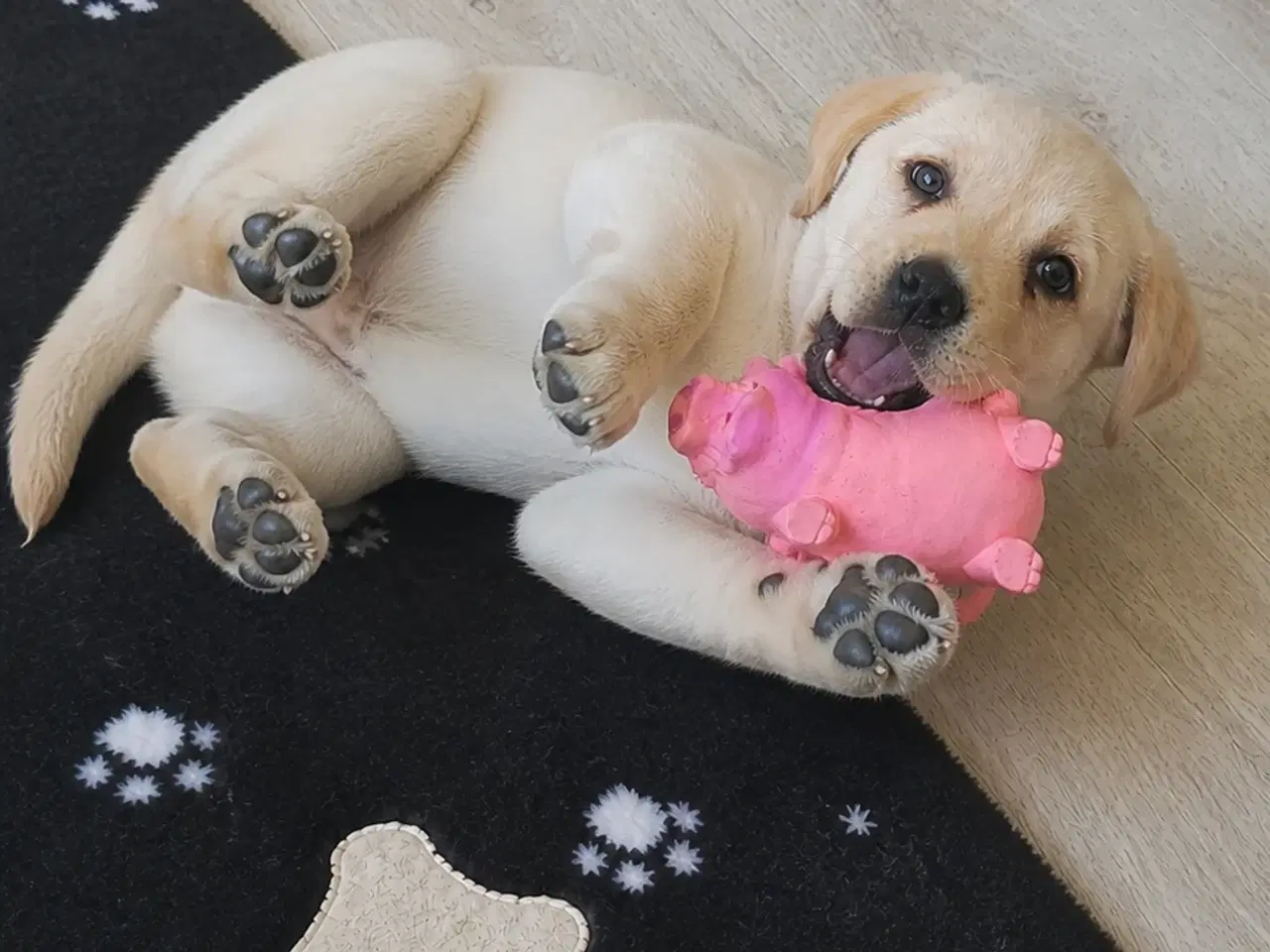 Billede 3 - Labrador/ Retriever han