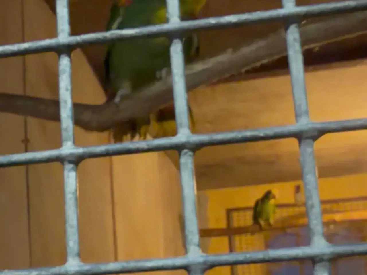 Billede 7 - Dobbelt gule hovedet Amazona