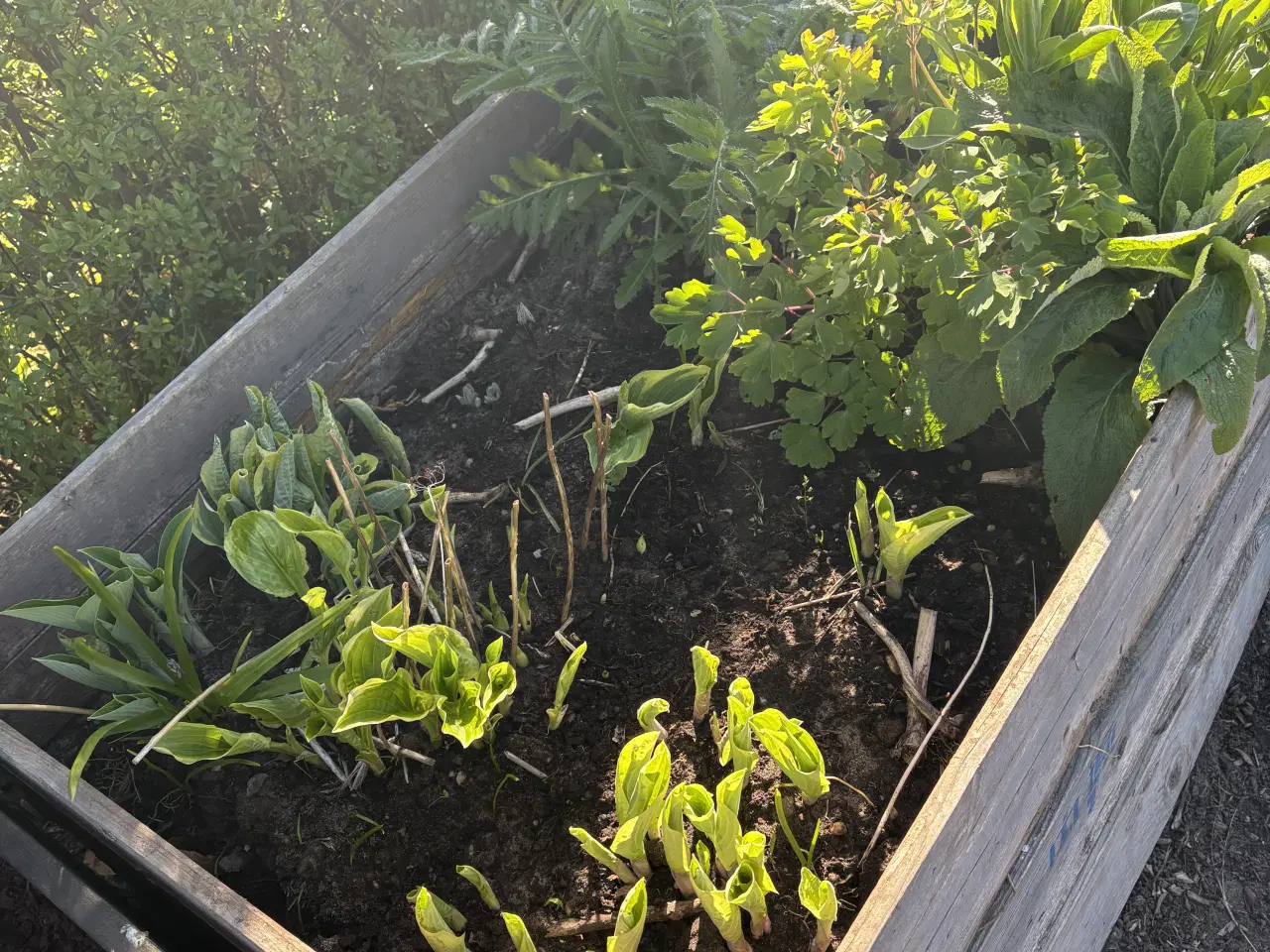 Billede 2 - Hosta og frø. 