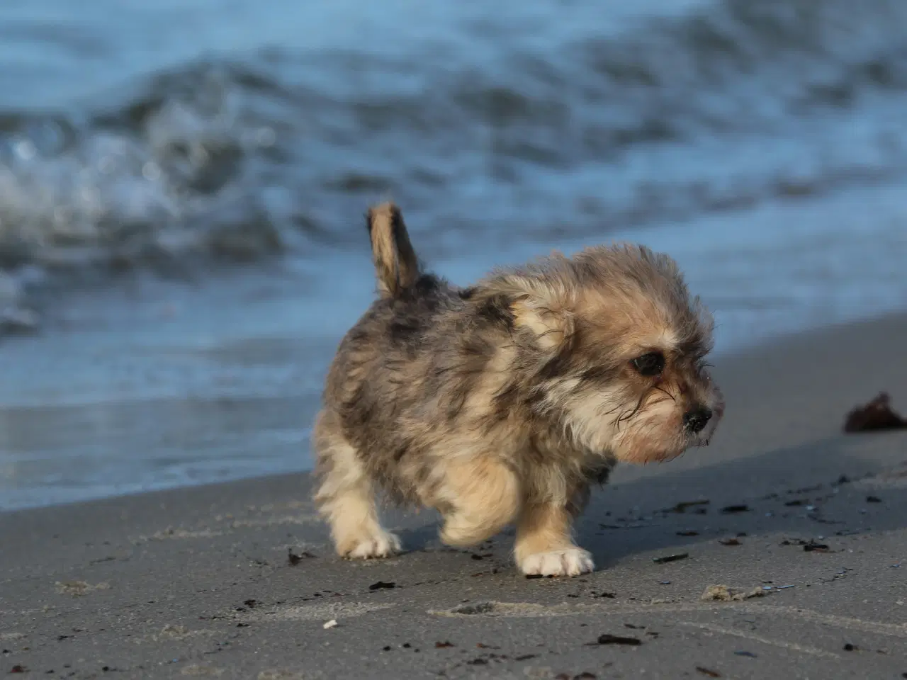 Billede 2 - Bichon havanais x cavalier king charles spaniel