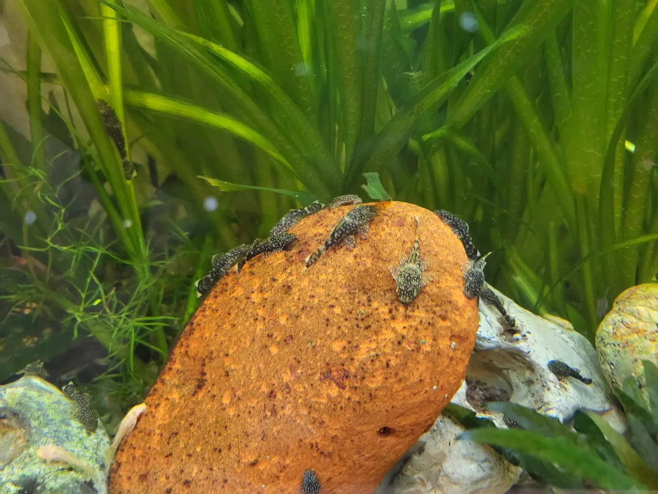 Billede 1 - Sugemalle unger 10 stk. 35 kr. Har nok 60 stk.