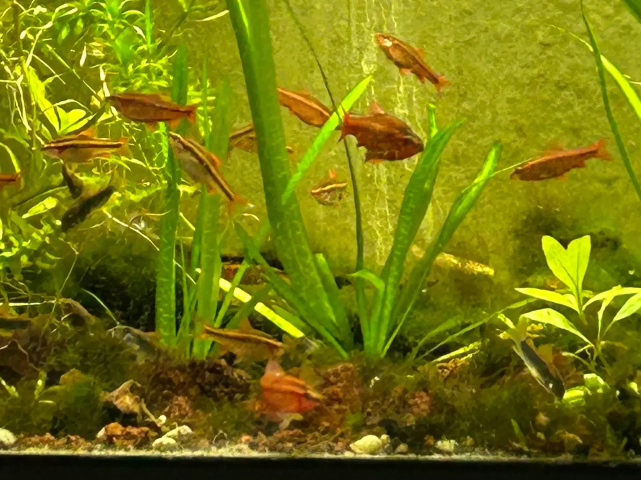 Billede 1 - 🐟🚨 Glødelys Rasbora – rolige og smukke stimefisk