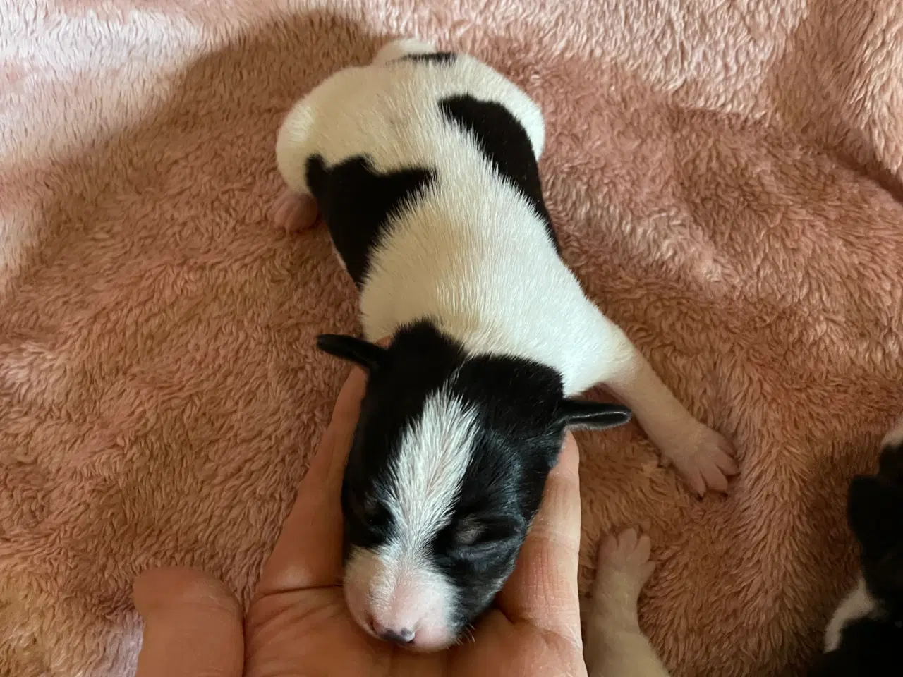 Billede 5 - Dansksvensk gårdhunde hvalpe 