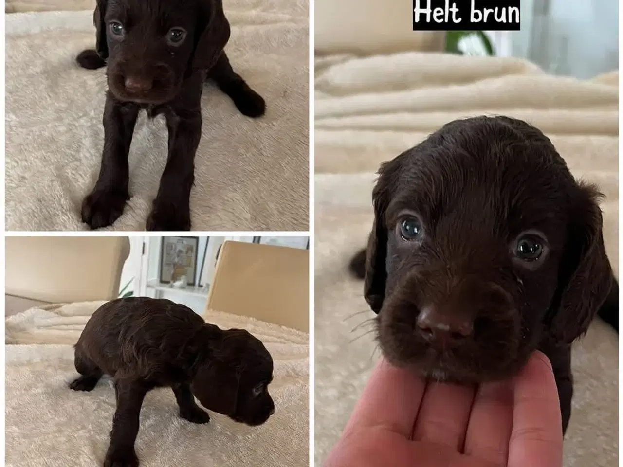 Billede 4 - Ft cocker spaniels hundehvalpe
