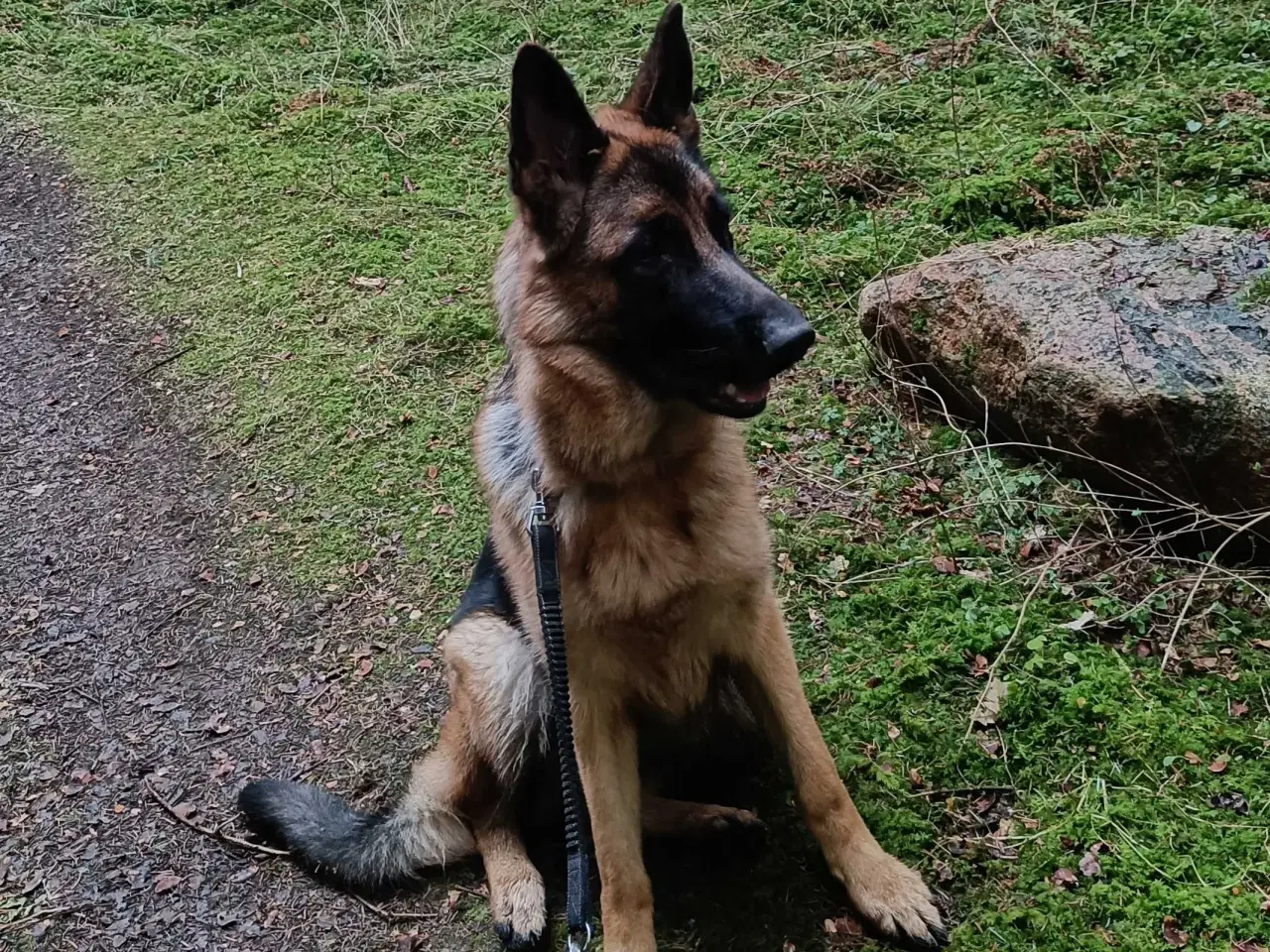 Billede 2 - Schæfer 