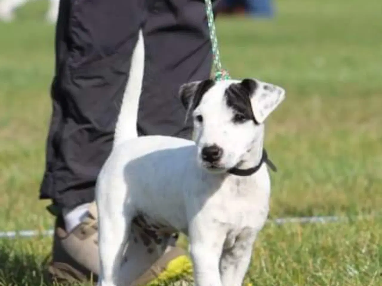 Billede 2 - Jack Rusel Terrier