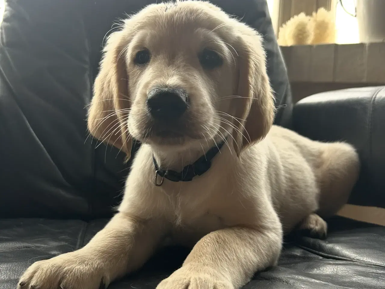 Billede 3 - Golden retriever hvalpe