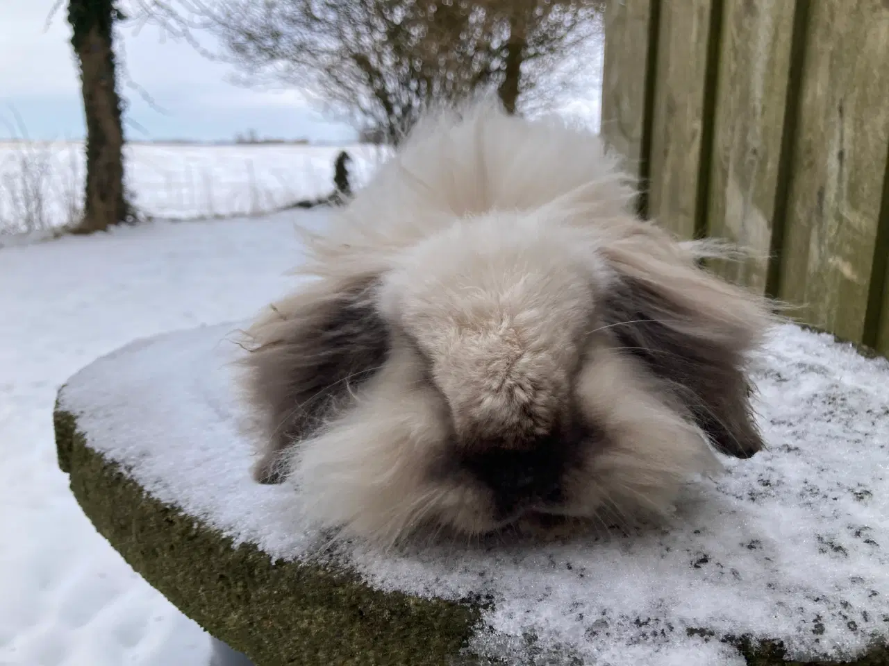 Billede 3 - Smuk Lionlop dreng søger nyt hjem