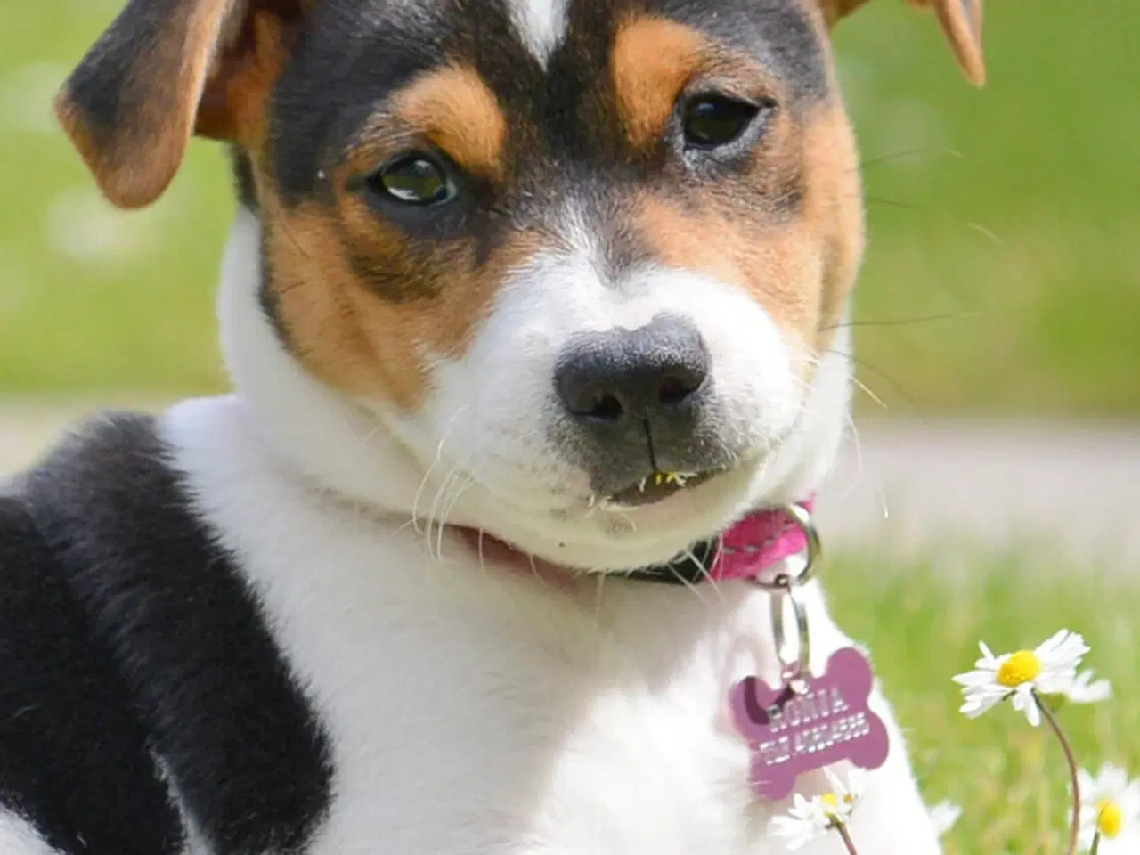 Billede 1 - 🔴SØGES Dansk Svensk Gårdhund🔴🔴