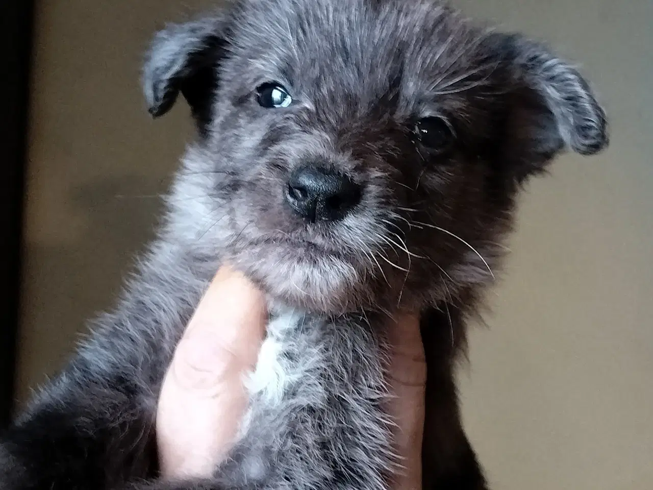 Billede 5 - Aussie/lagotto. Skønne krøller 