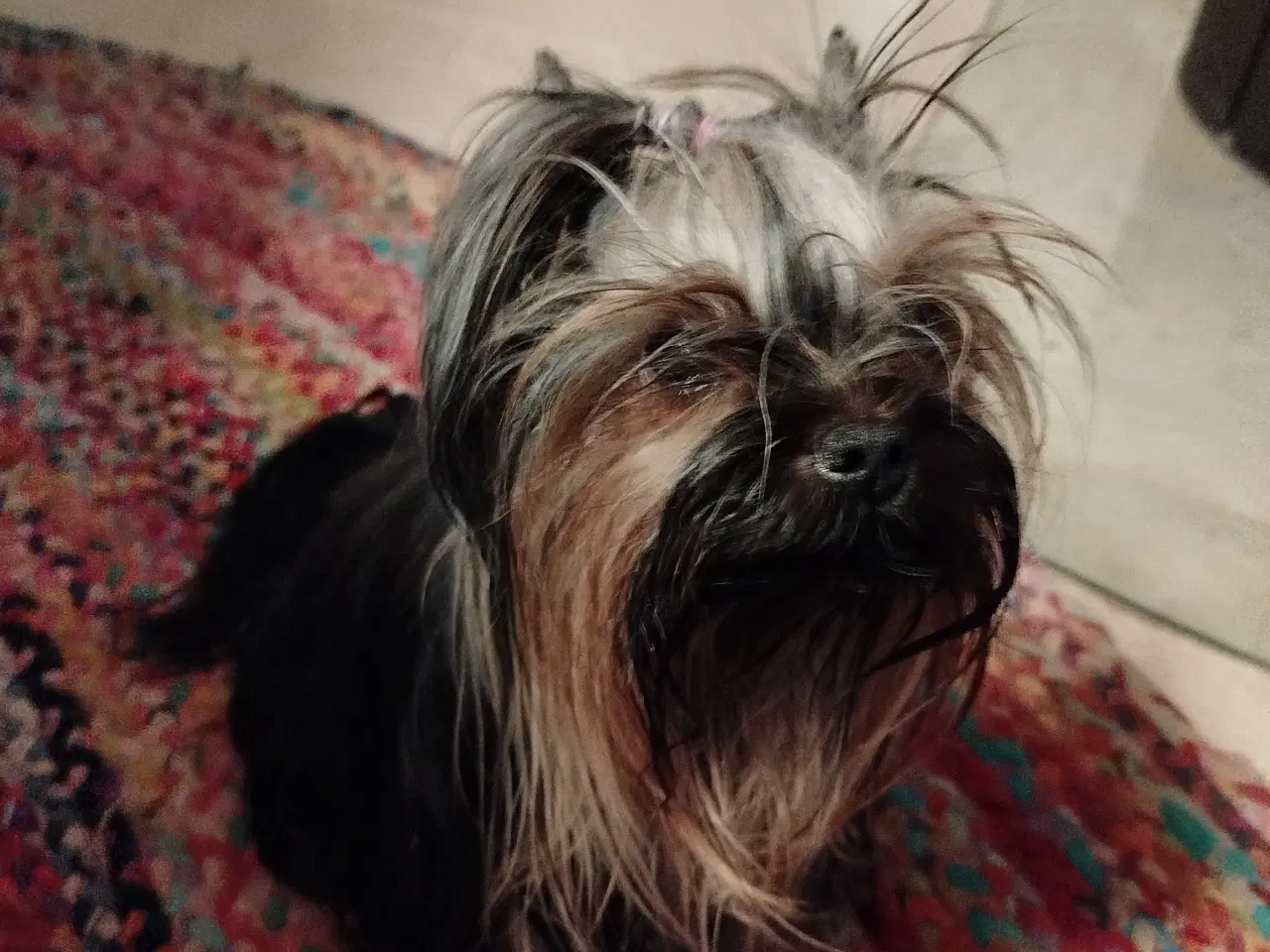 Billede 3 - Yorkshire Terrier hvalpe