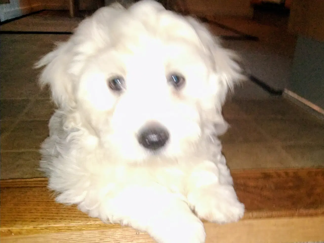 Billede 4 - Coton de Tulear 