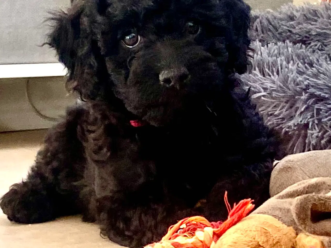 Billede 2 - Labradoodle- Puddel