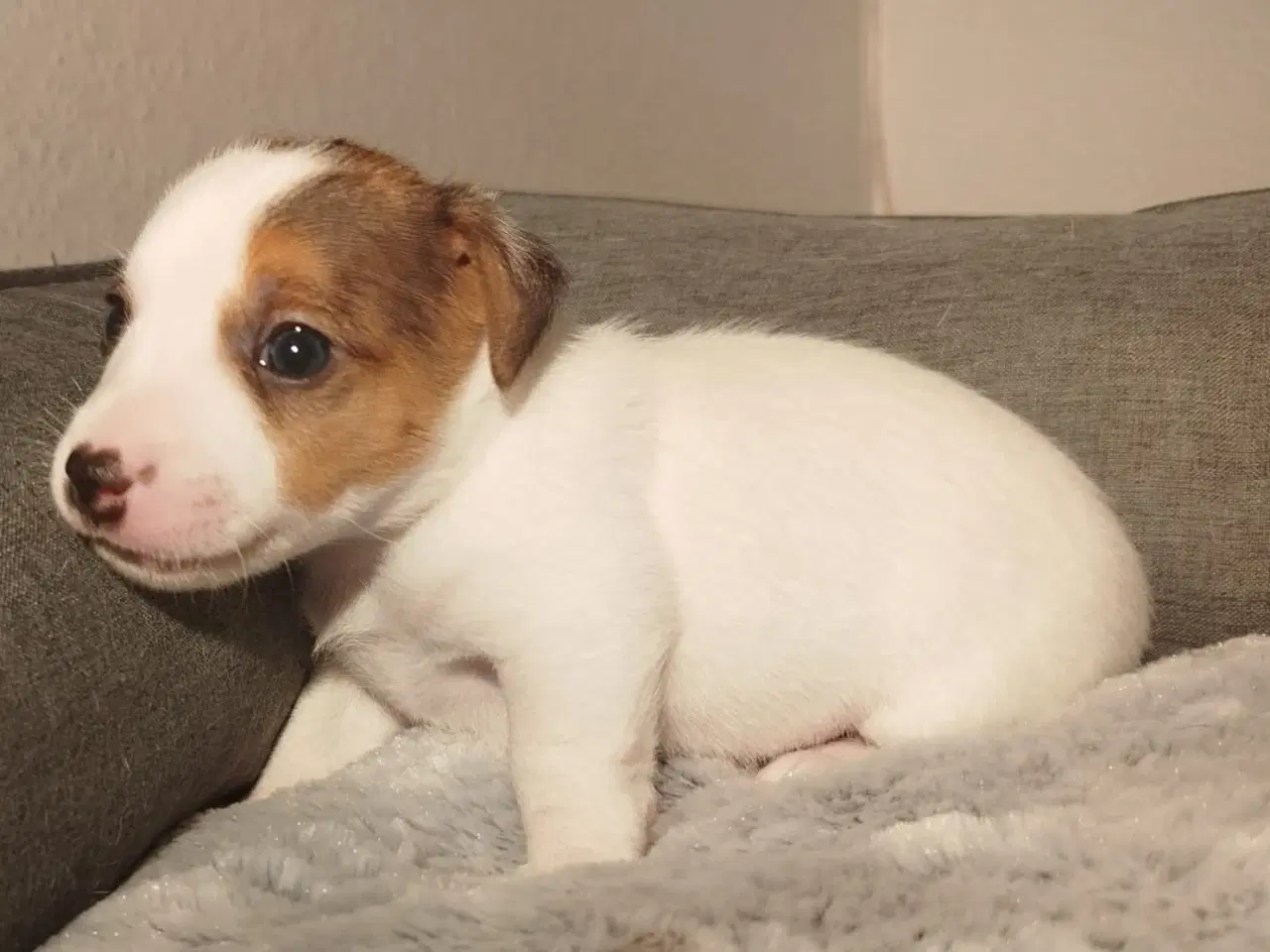 Billede 3 - Jack Russell terrier puppies 