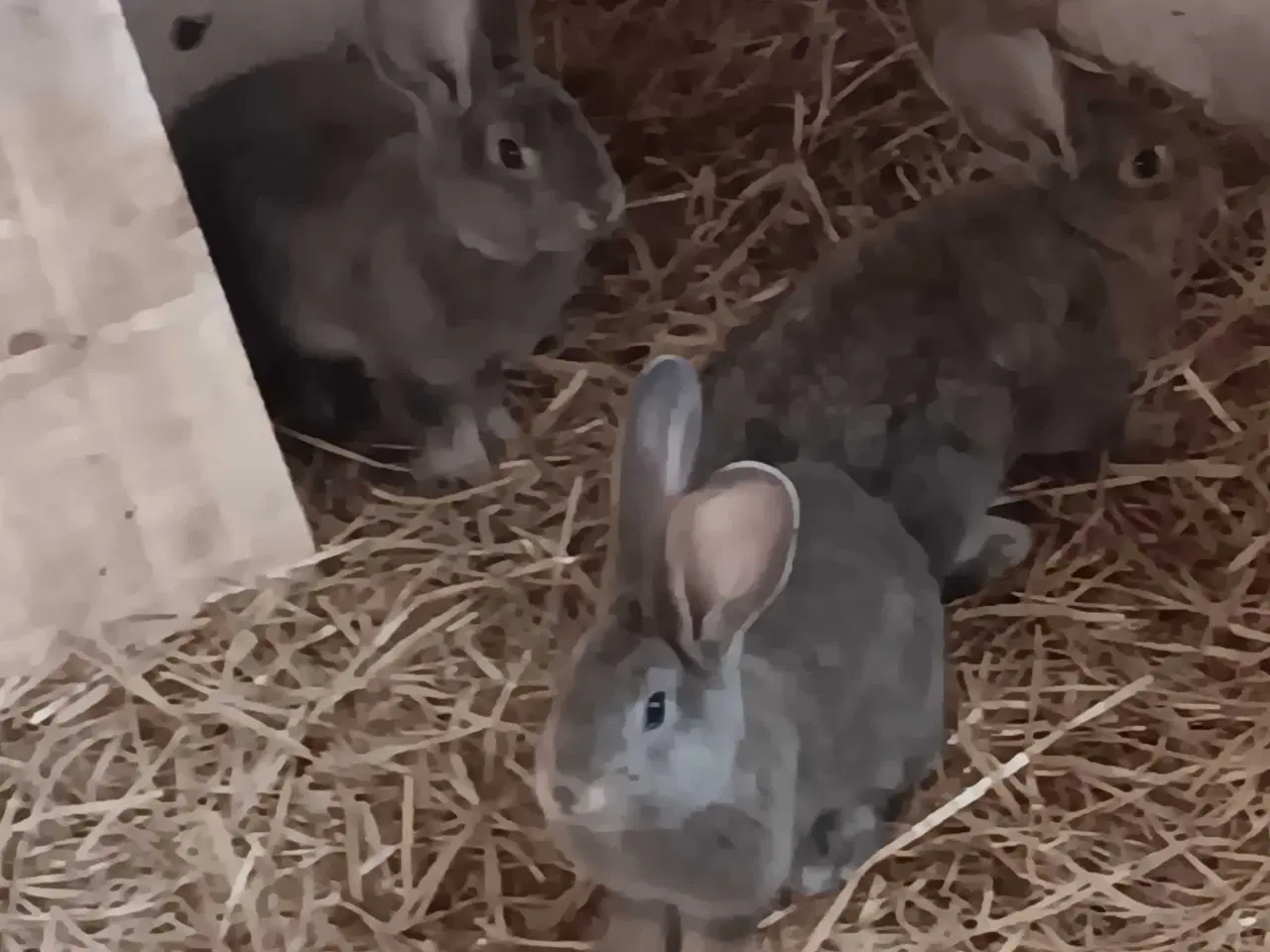 Billede 1 - 3 stk unger søger nye madskåle