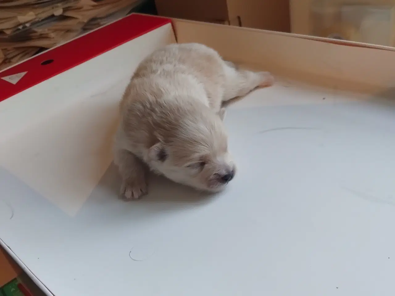 Billede 1 - Ægte Pomeranian hvalpe 2 stk