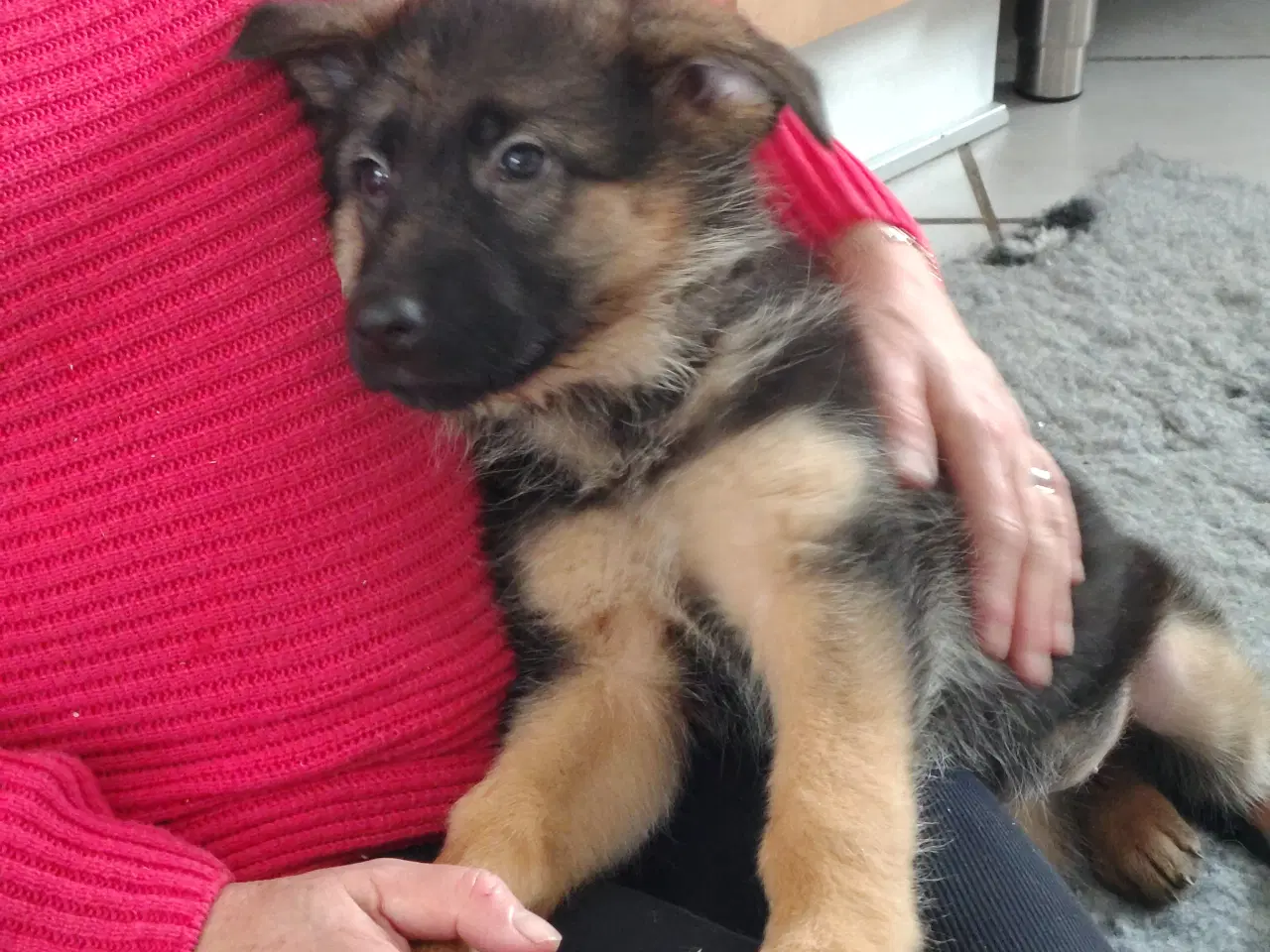 Billede 4 - Schæferhund hvalpe 