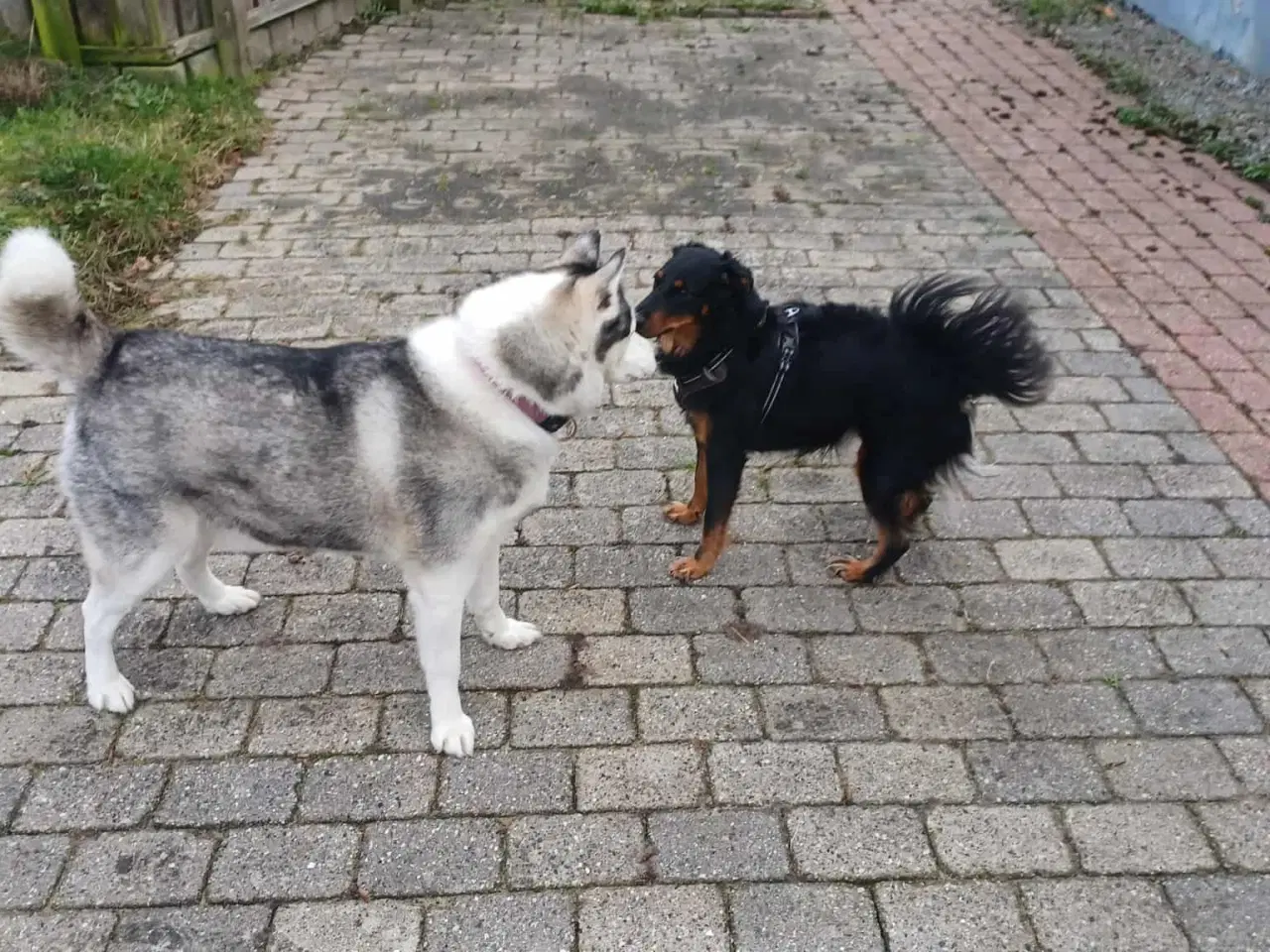 Billede 1 - Smukke milde kærlige Ozzy