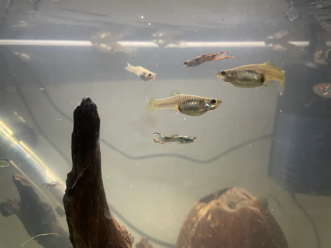 Billede 5 - Endlers Guppy - 1 par = 20kr