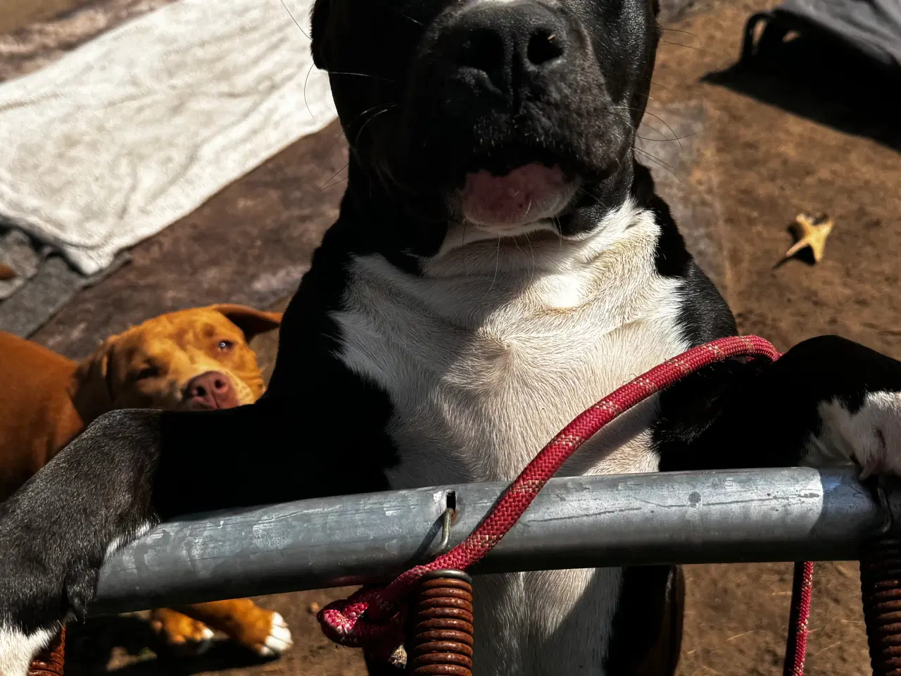 Billede 4 - 4 unge Staffordshire Bull Terrier til salg for god