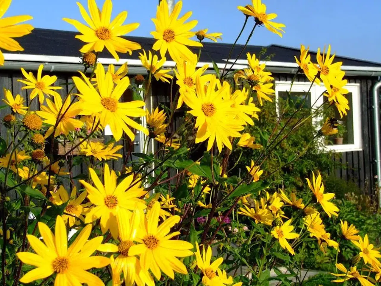 Billede 1 - Jordskokker med store solsikke-blomster