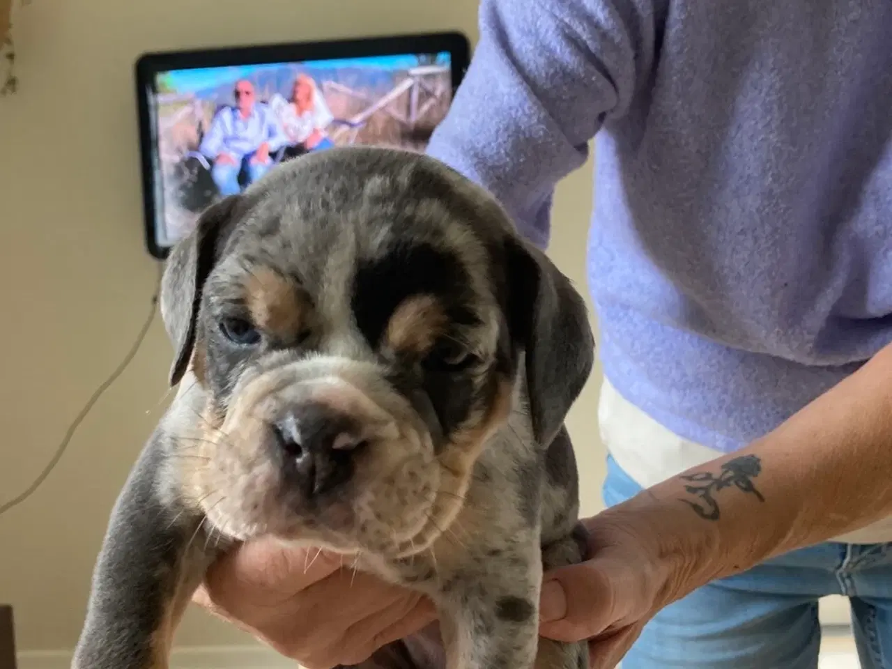 Billede 4 - OEB hvalp Merle med blå øjne 