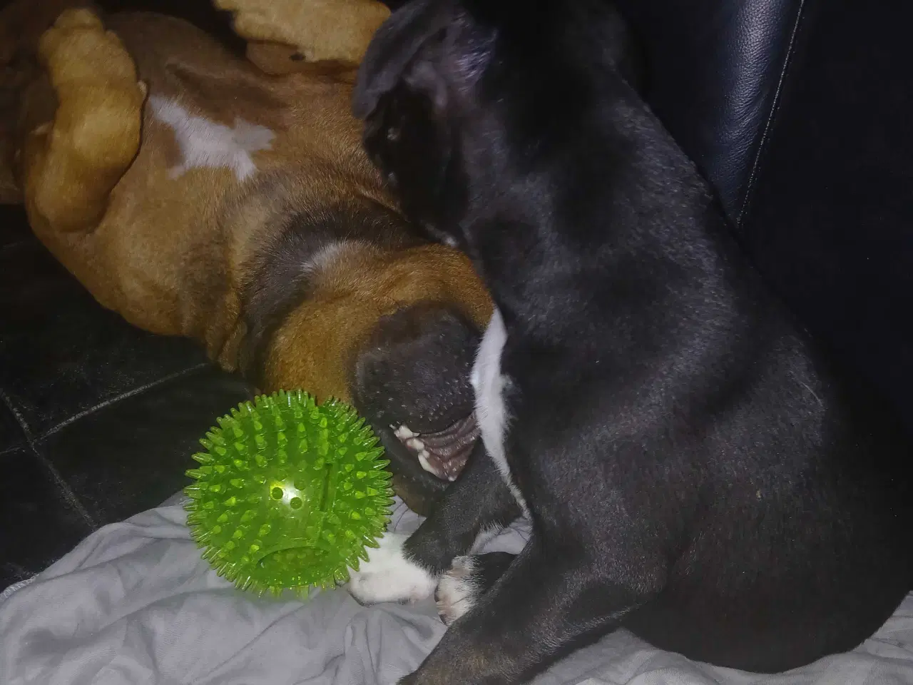 Billede 5 - Staffordshire bull terrier hvalp han 