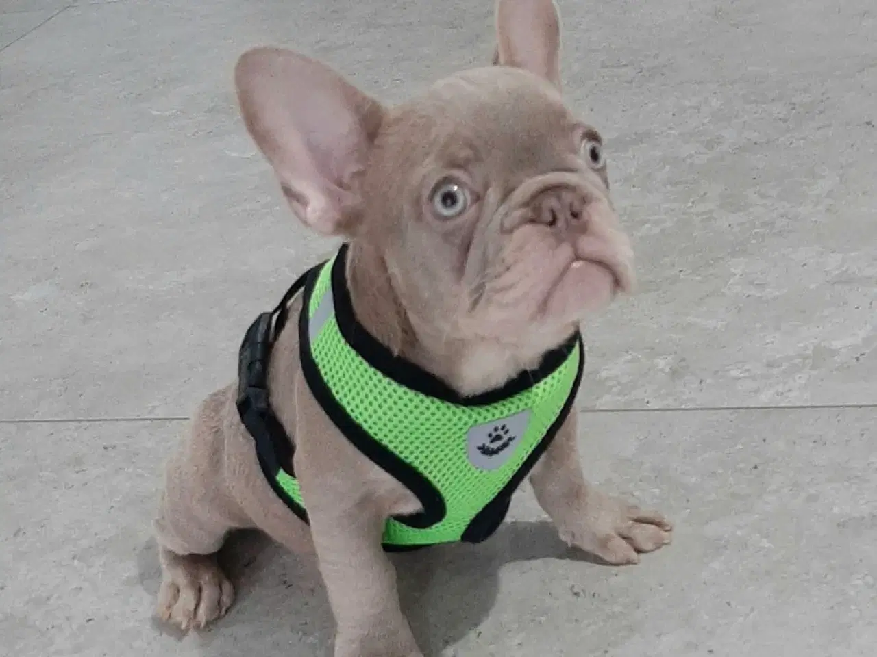 Billede 7 - Fransk bulldog Isabella drenge 