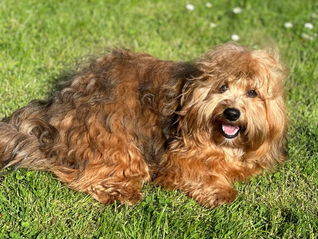 Billede 3 - Skønneste Bichon havanais han tilbydes til avl