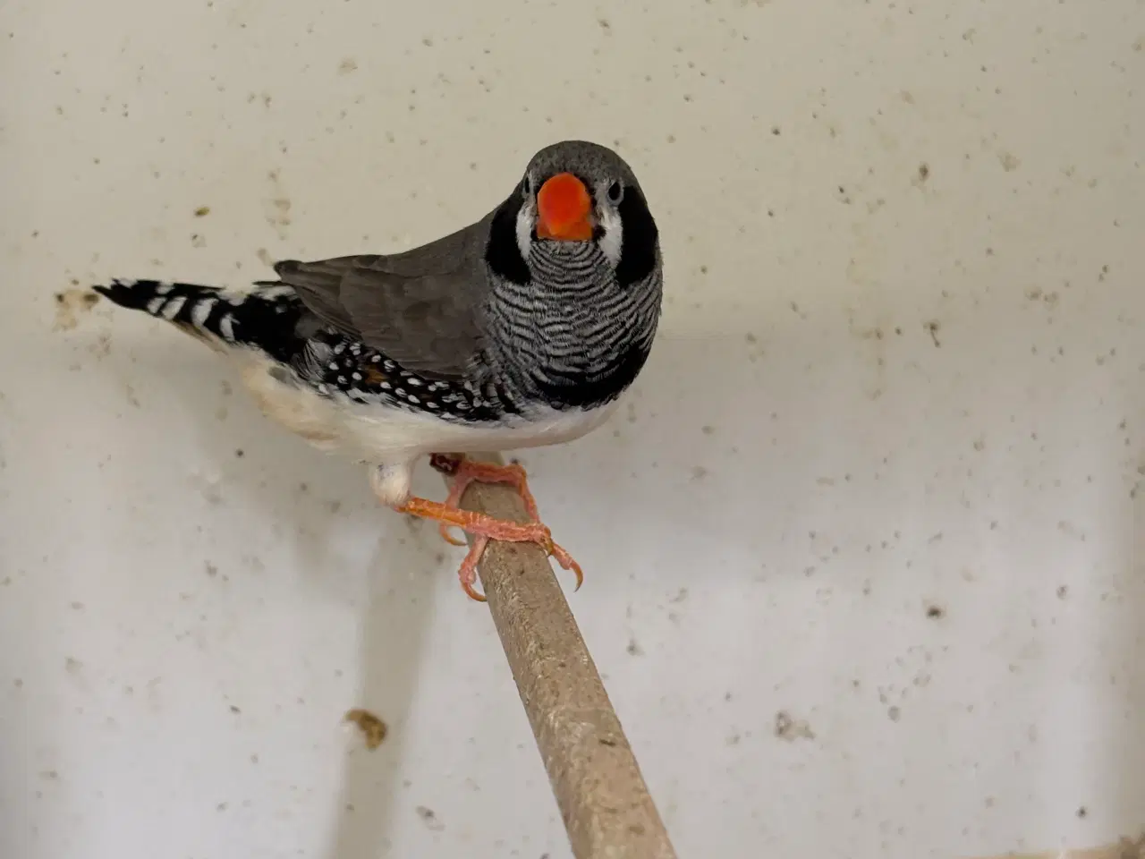 Billede 1 - Zebrafinker 