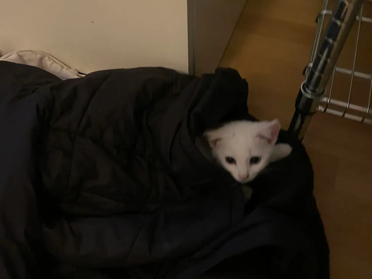 Billede 6 - Kærlig og legesyg hvid hankilling søger trygt hjem