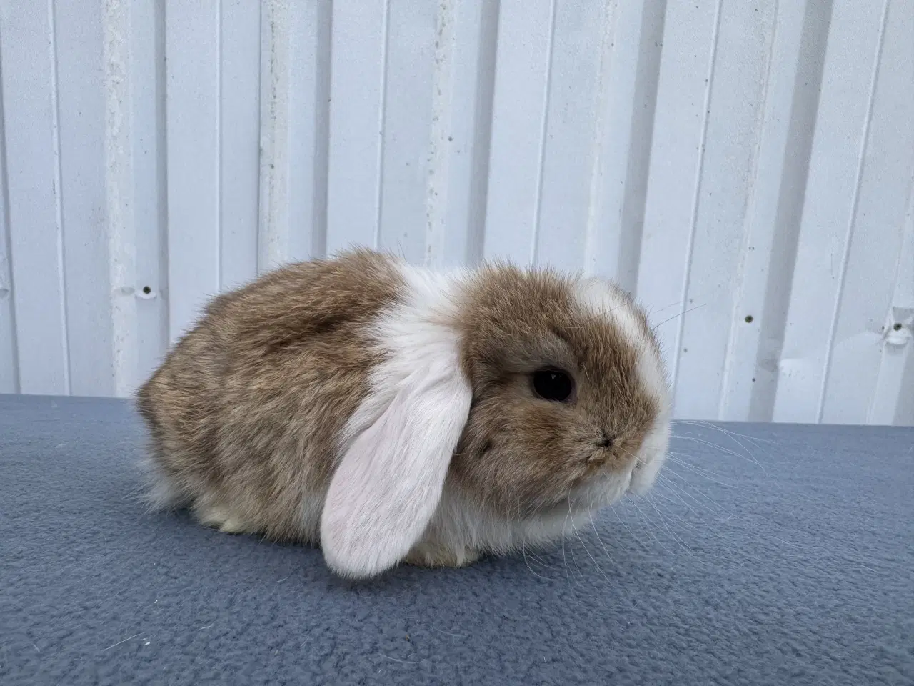 Billede 5 - Mini lop hankanin