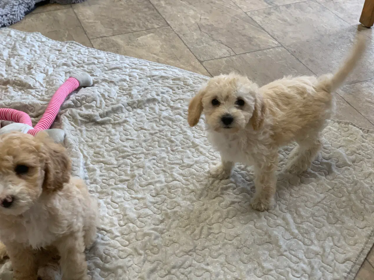 Billede 16 - Maltipoo babyer er rejse klar nu 