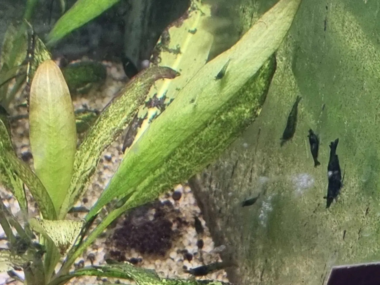 Billede 2 - Rejer Green jade neocaridina 