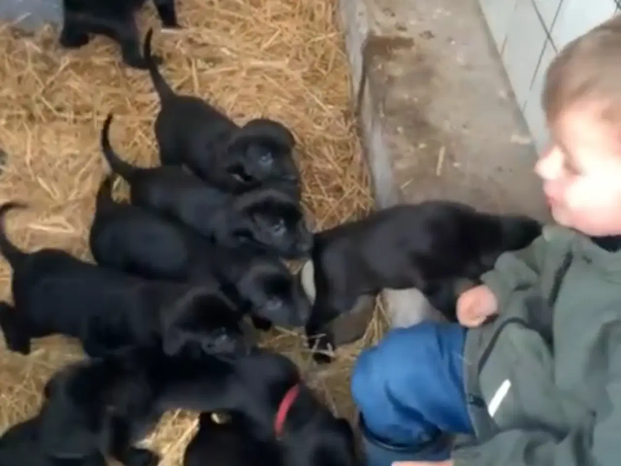 Billede 1 - 8 søde labradoor valpe leder efter et nyt hjem den