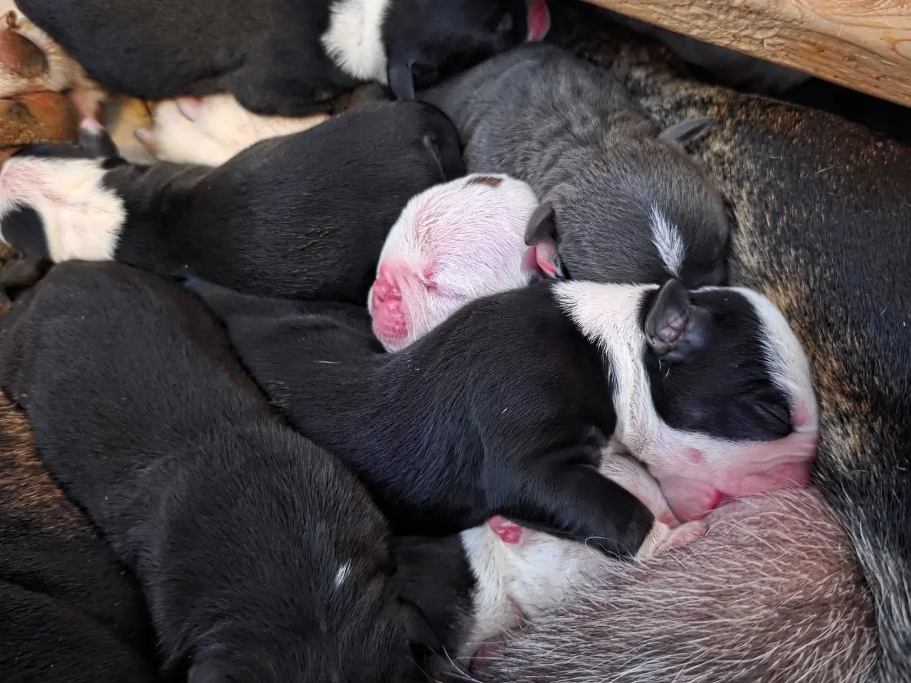 Billede 5 - Old english bulldog 