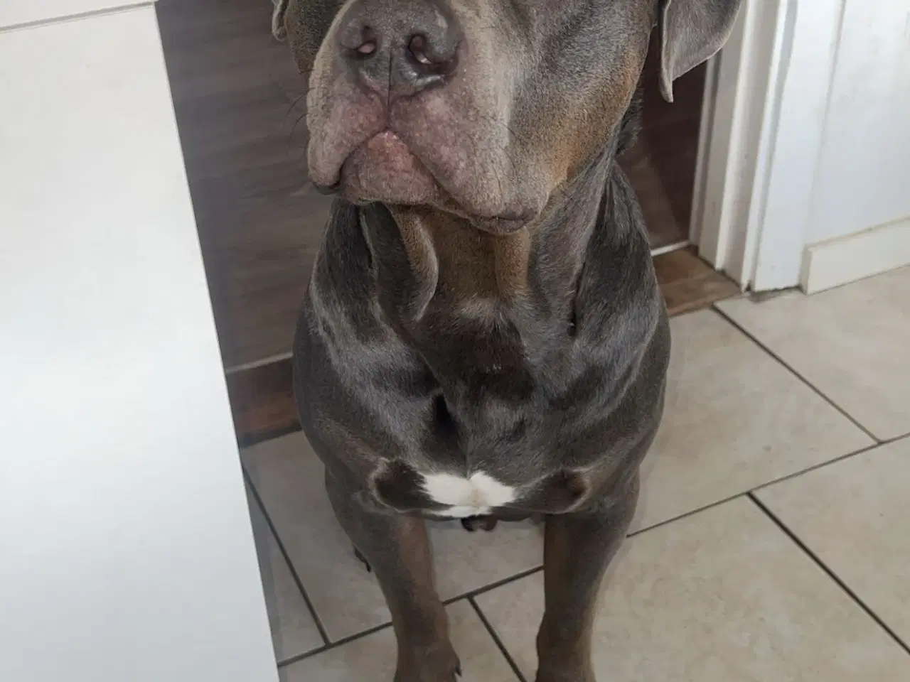 Billede 7 - Blandingshvalpe 