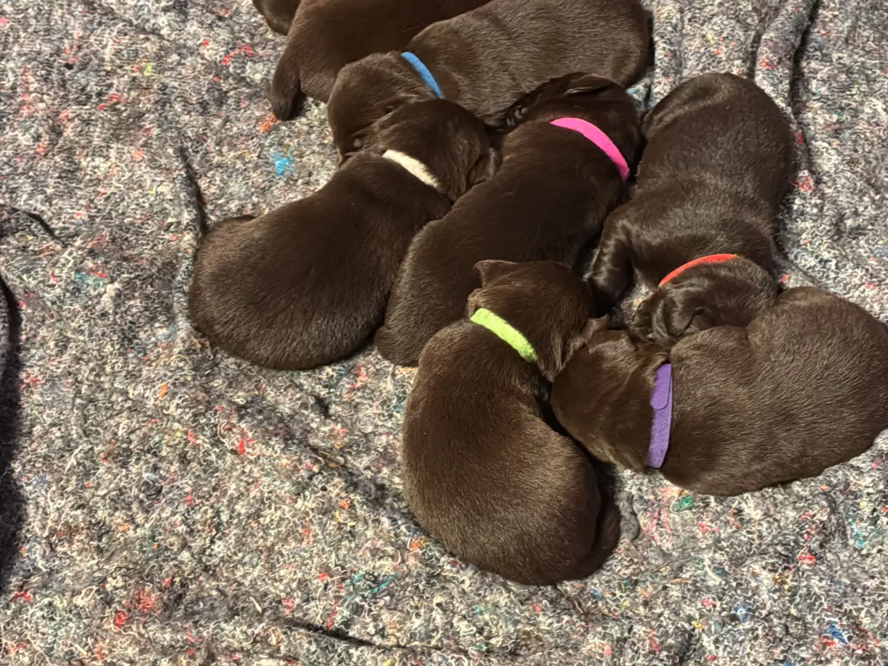 Billede 2 - Labrador hvalpe