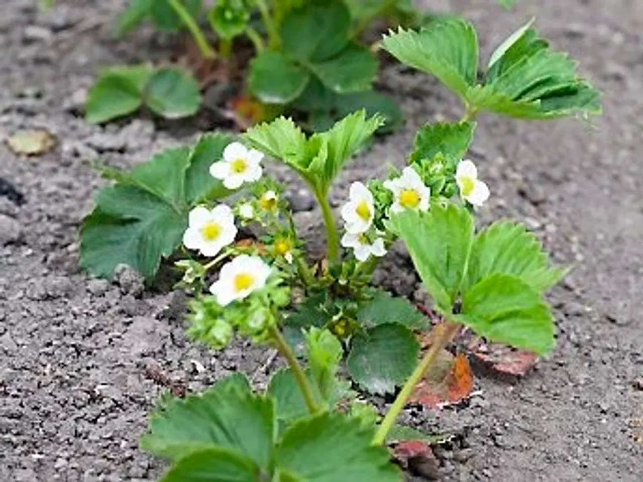 Billede 1 - Jordbærplanter