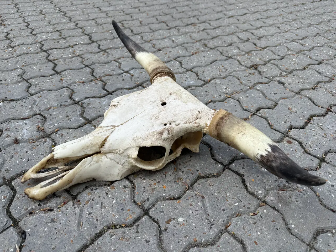 Billede 1 - Kranie med horn