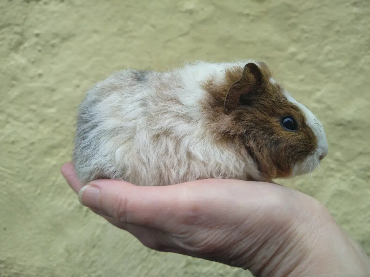 Billede 4 - 2 Teddy søstre