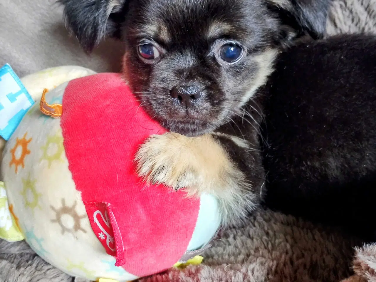 Billede 20 - Dejlige små race blandings hvalpe